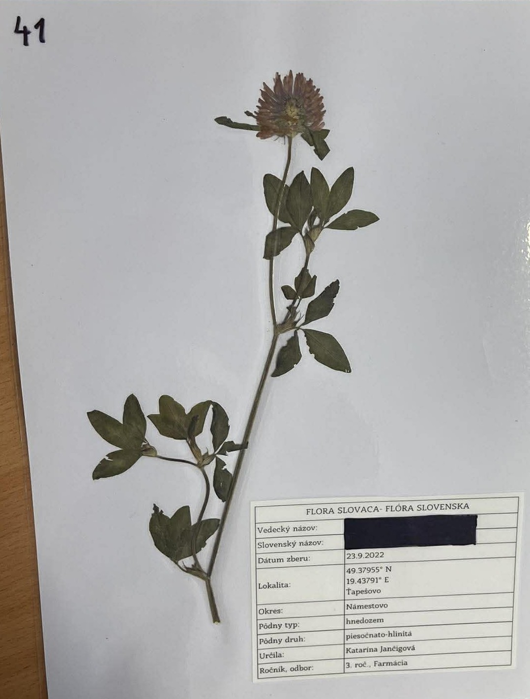 Rastlina Trifolium pratense